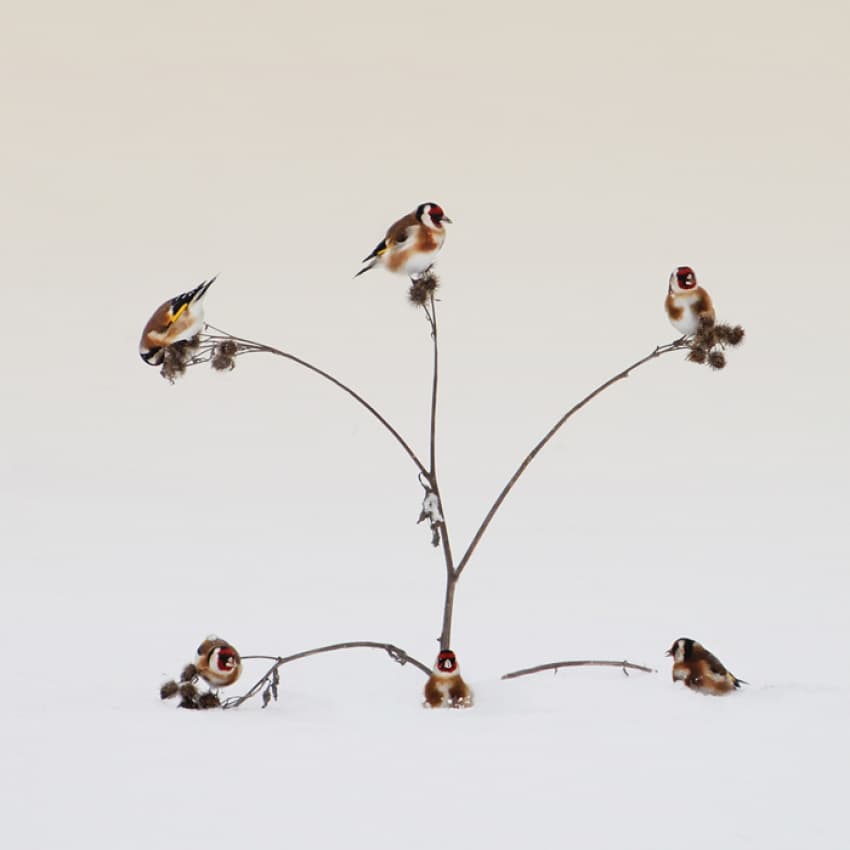 Goldfinches In Winter Snow by Peter Svoboda MQEP — canvas wall art