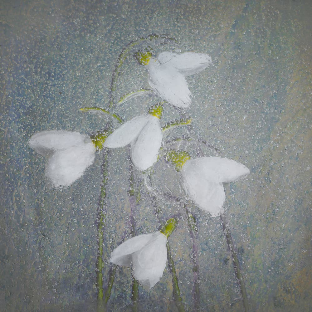 Snowdrops by Nel Talen — canvas wall art