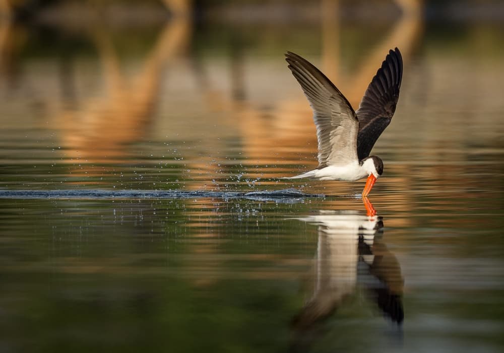 Black Skimmer Skimming Water by Jaco Marx — canvas wall art