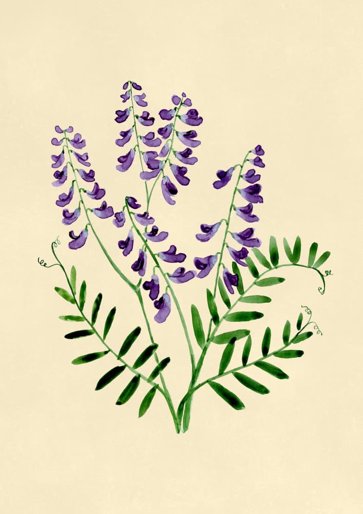 Botanical Purple Blooms by Rosana Laiz Blursbyai — canvas wall art