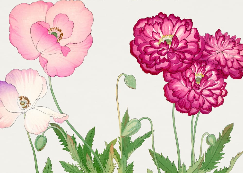 Vintage Poppy Flower No.2 by Tanigami Konan — canvas wall art