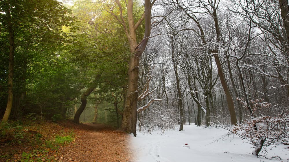 Forest Seasonal Divide by Leif Løndal — canvas wall art