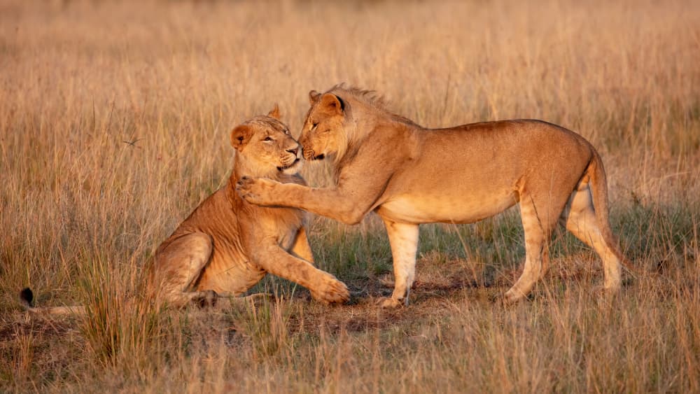 Lions Gentle Affection by Alessandro Catta — canvas wall art