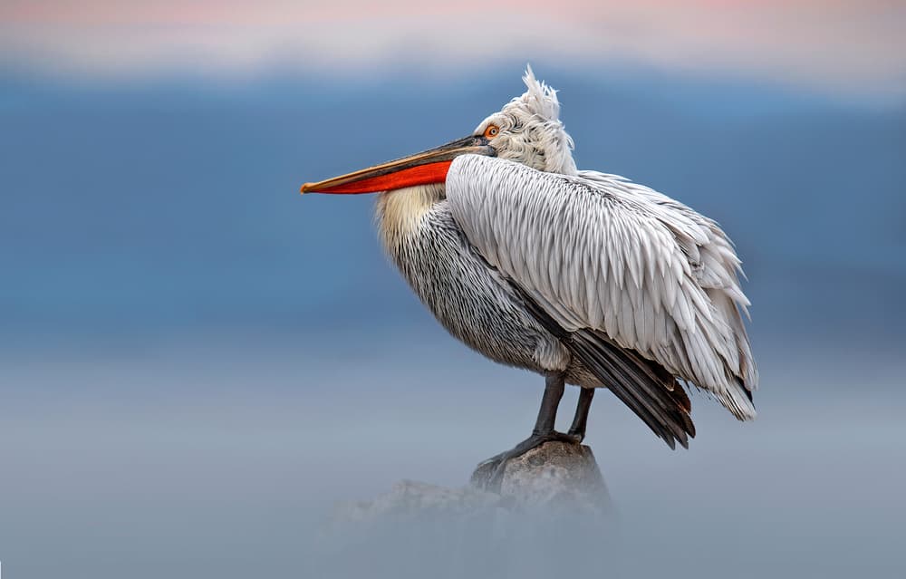 Misty Pelican Morning by Xavier Ortega — canvas wall art