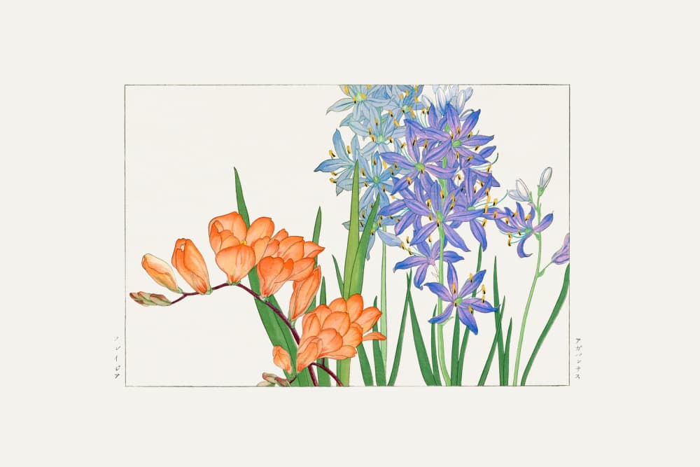 Freesia Flower by Tanigami Konan — canvas wall art