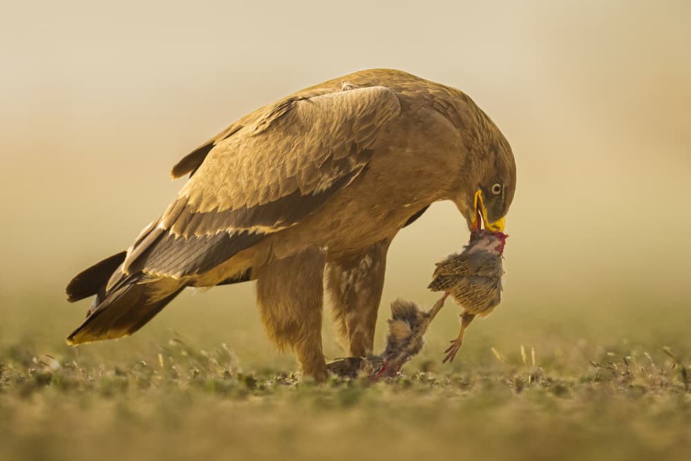 Eagle Feeding on Prey by Ahmed Sobhi — canvas wall art