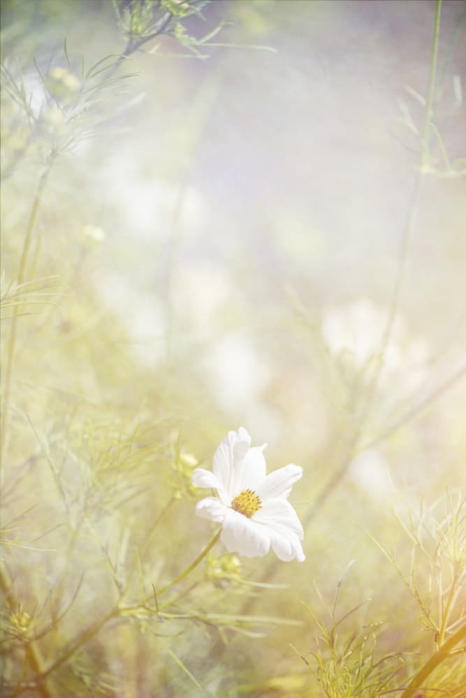 Soft White Cosmos Bloom by Lynann Colligan — canvas wall art