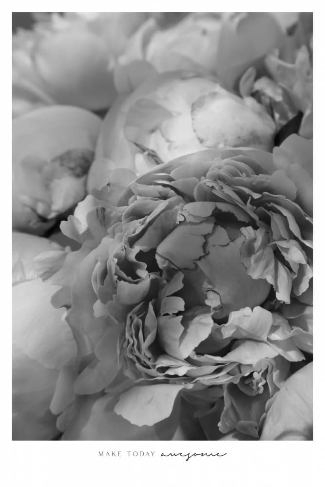 Elegant Peony Blooms by Rosana Laiz Blursbyai — canvas wall art