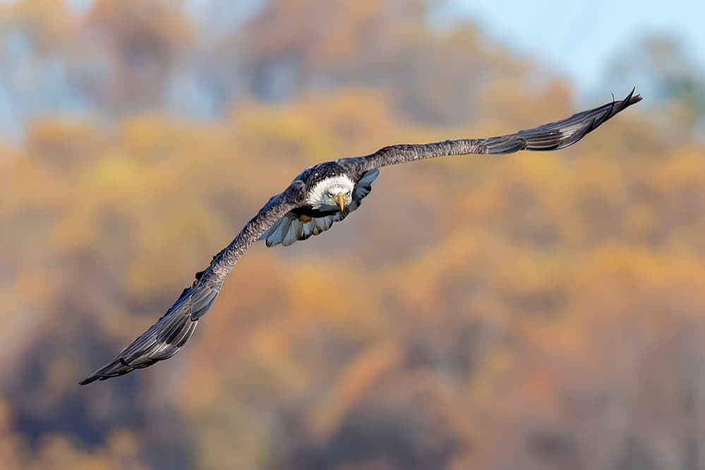 Bald Eagle Autumn Flight by Rob Li — canvas wall art