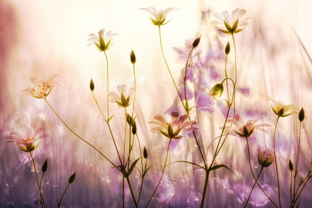 Dreamy Pastel Flowers by Hilda van der Lee — canvas wall art
