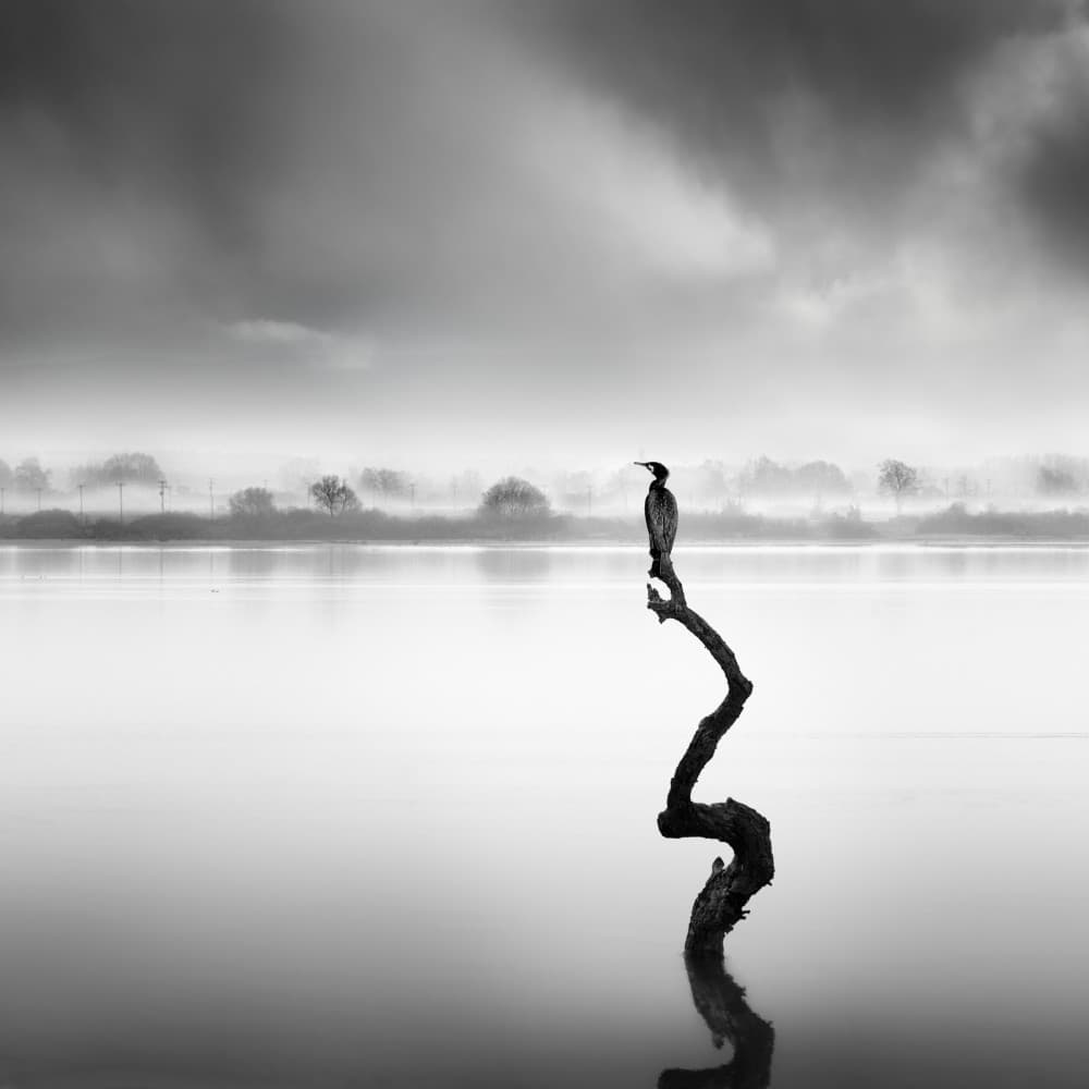 Misty Morning Cormorant by George Digalakis — canvas wall art