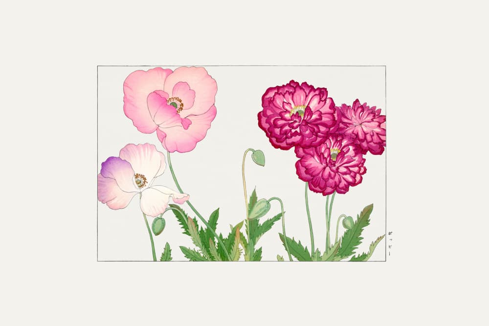 Vintage Poppy Flower No.1 by Tanigami Konan — canvas wall art
