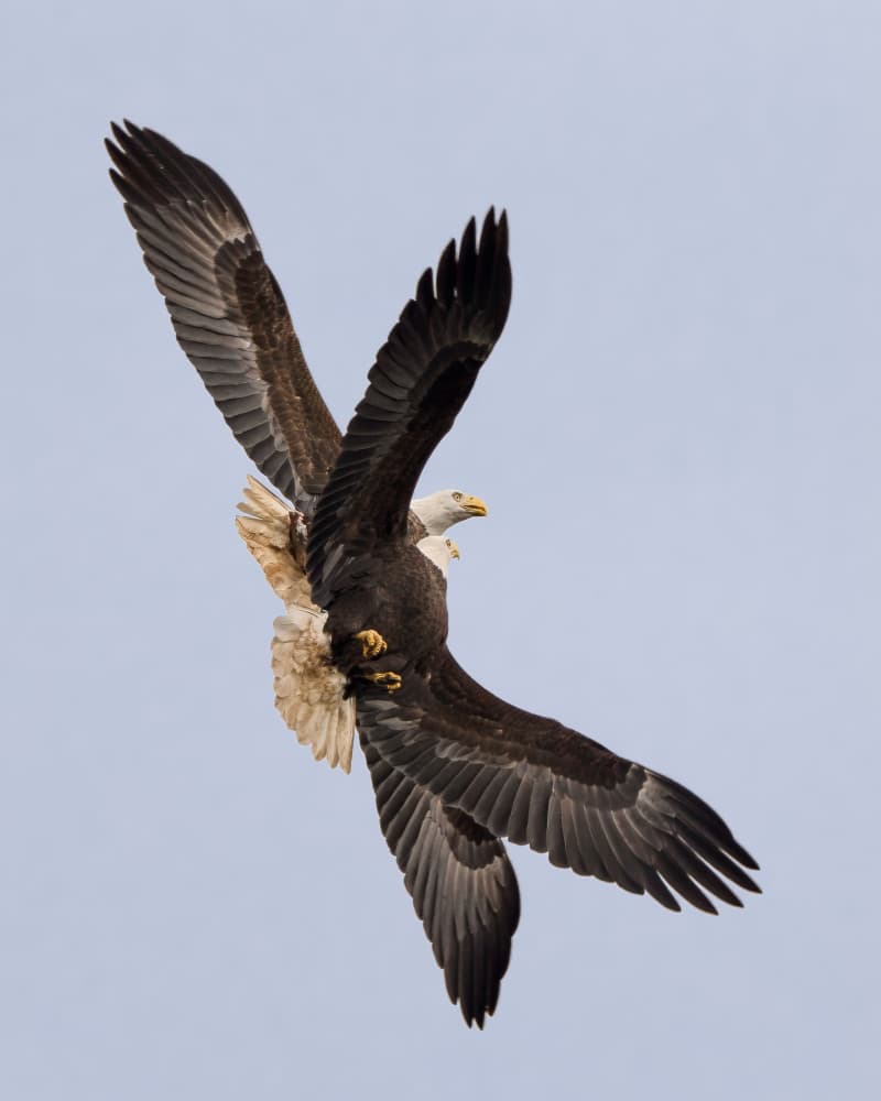 Eagles Aerial Dance by John Fan — canvas wall art