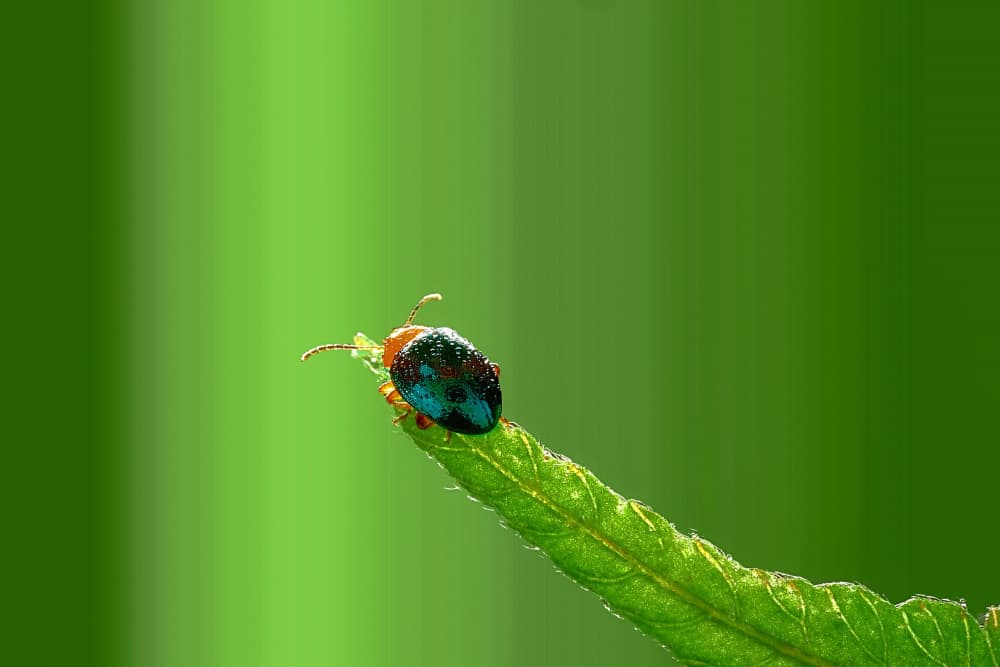 Vibrant Green Beetle by MingLun Tsai (蔡明倫) — canvas wall art
