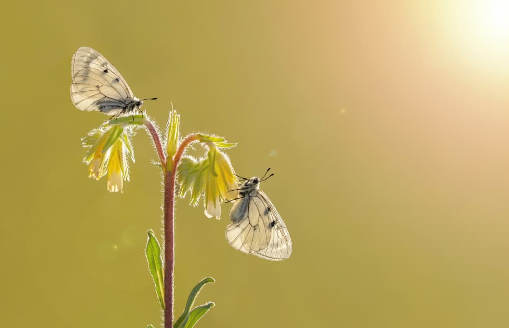 Glowing Butterflies on Flower by Mustafa öztürk — canvas wall art