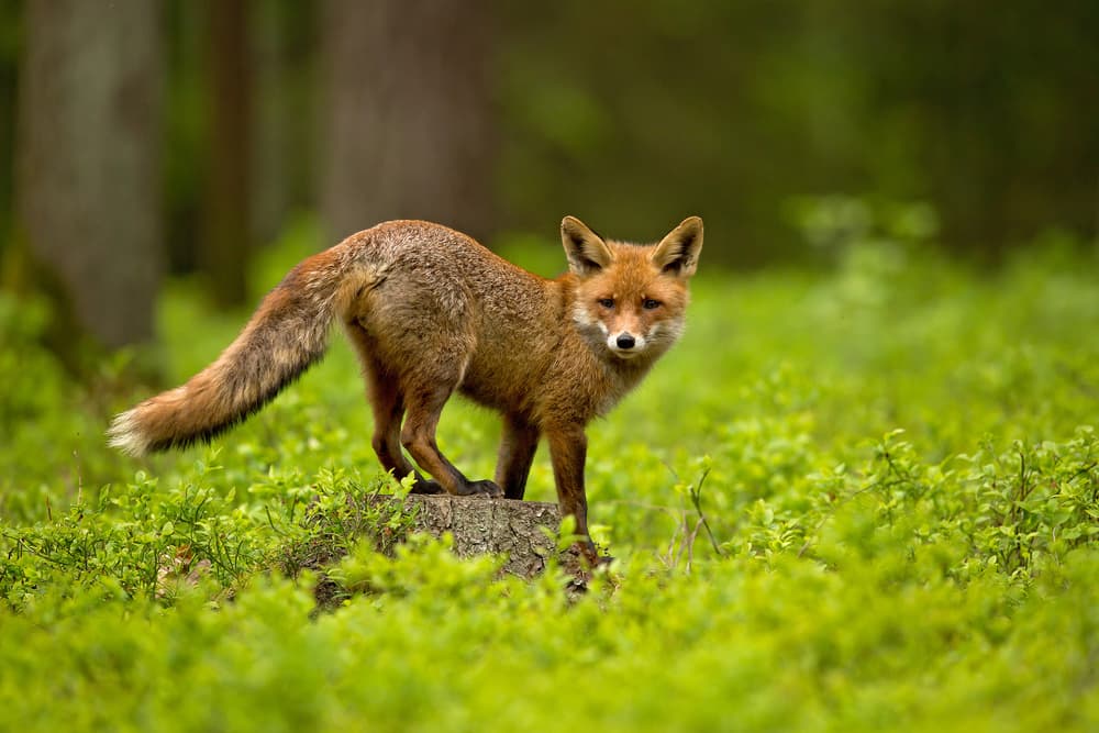 Curious Forest Fox by Milan Zygmunt — canvas wall art