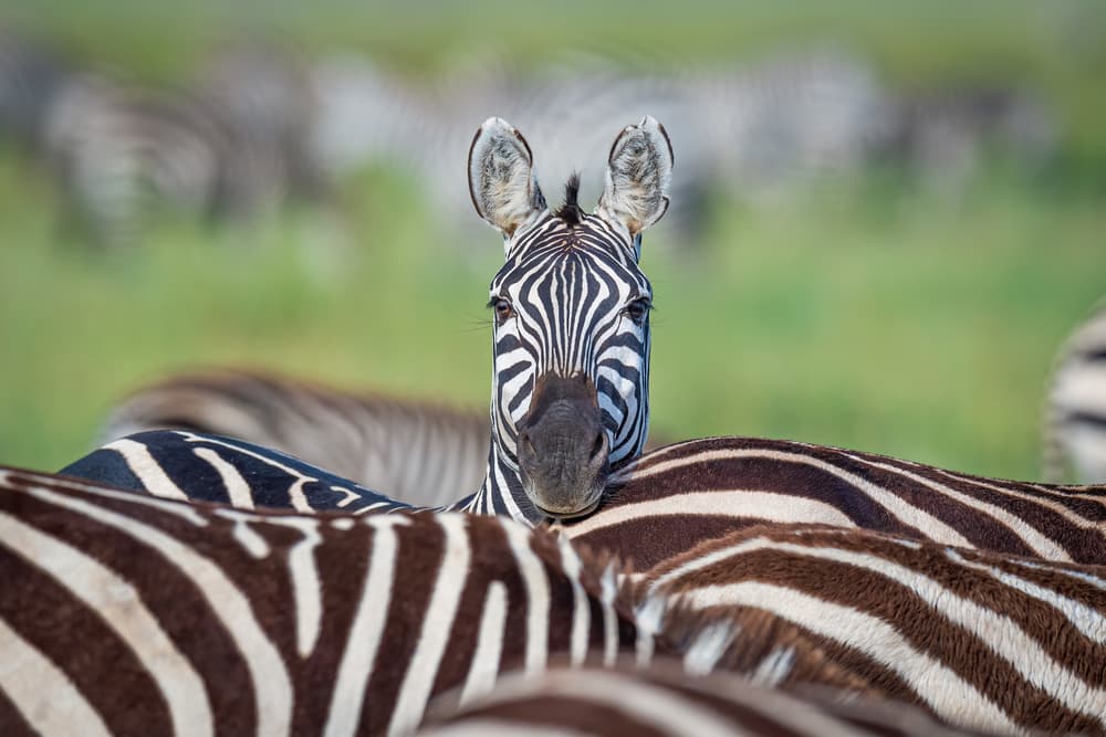 Curious Zebra Peek by Jeffrey C. Sink — canvas wall art