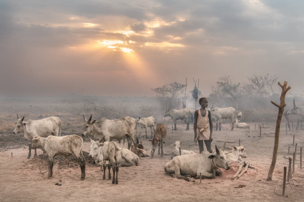 African Herder Golden Hour by Trevor Cole — canvas wall art