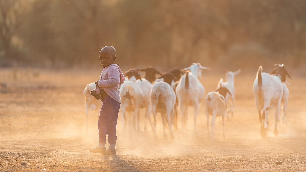 Child With Goats Golden Light by Henry Zhao — canvas wall art
