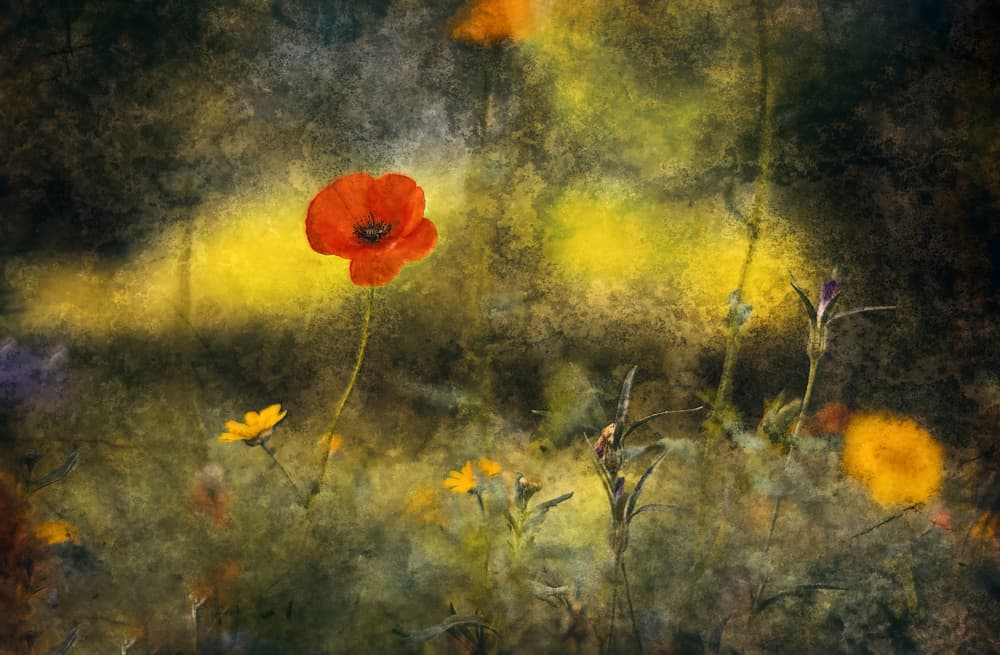 Dreamy Poppy Field by Jan van der Linden — canvas wall art