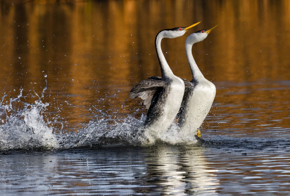 Grebes Water Dance by DonnaHom APA — canvas wall art
