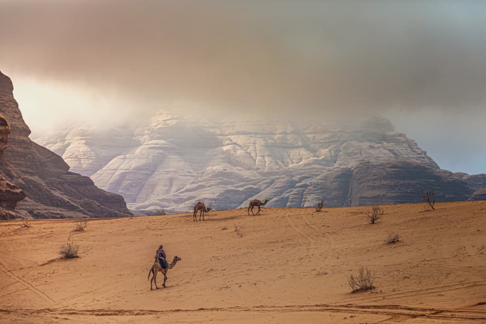 Misty Desert Camels by Marco Tagliarino — canvas wall art