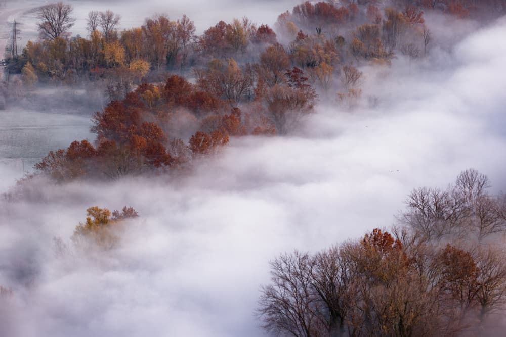 Misty Autumn Trees by Fabrizio Daminelli — canvas wall art