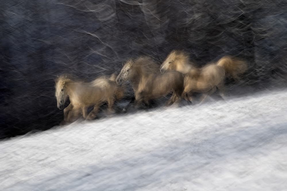 Dynamic Winter Horses by Milan Malovrh — canvas wall art