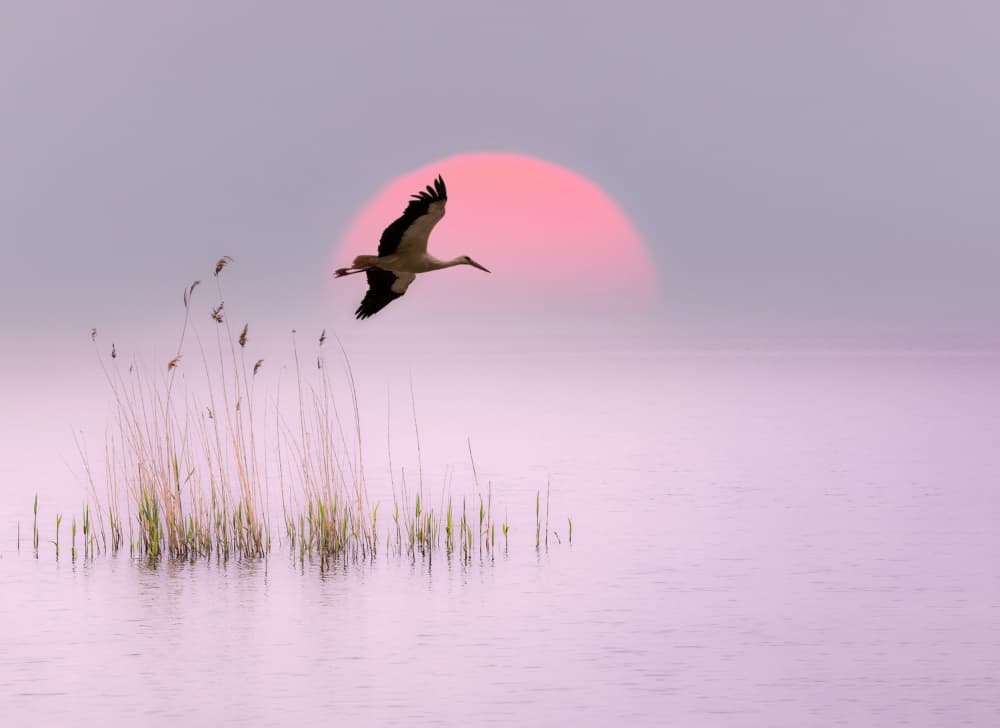 Stork Soaring Sunset by אייל בר אור • Eyal Bar Or — canvas wall art