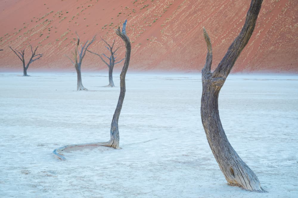 Desert Trees and Dunes by Chao Feng 天馬 — canvas wall art