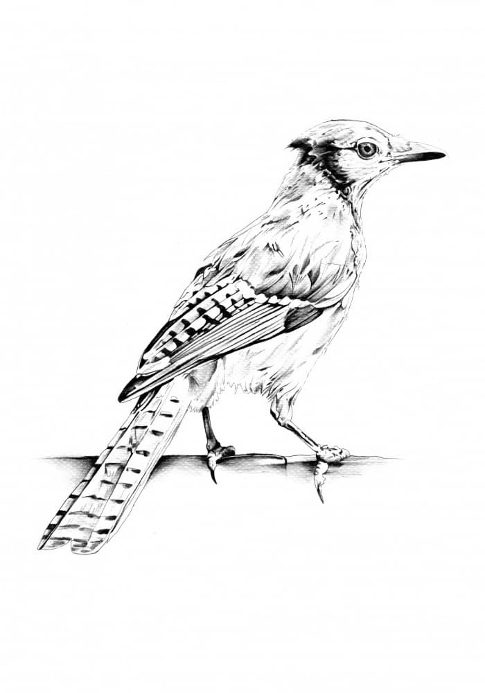 Elegant Blue Jay Sketch by Kulik — canvas wall art