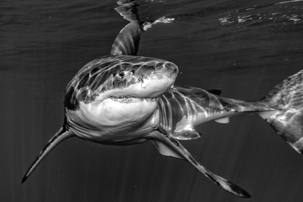 Powerful Great White Shark by Andrea Izzotti — canvas wall art