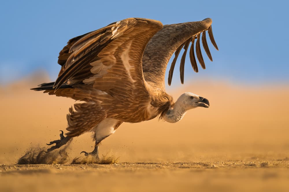 Desert Vulture Takeoff by Ahmed Sobhi — canvas wall art