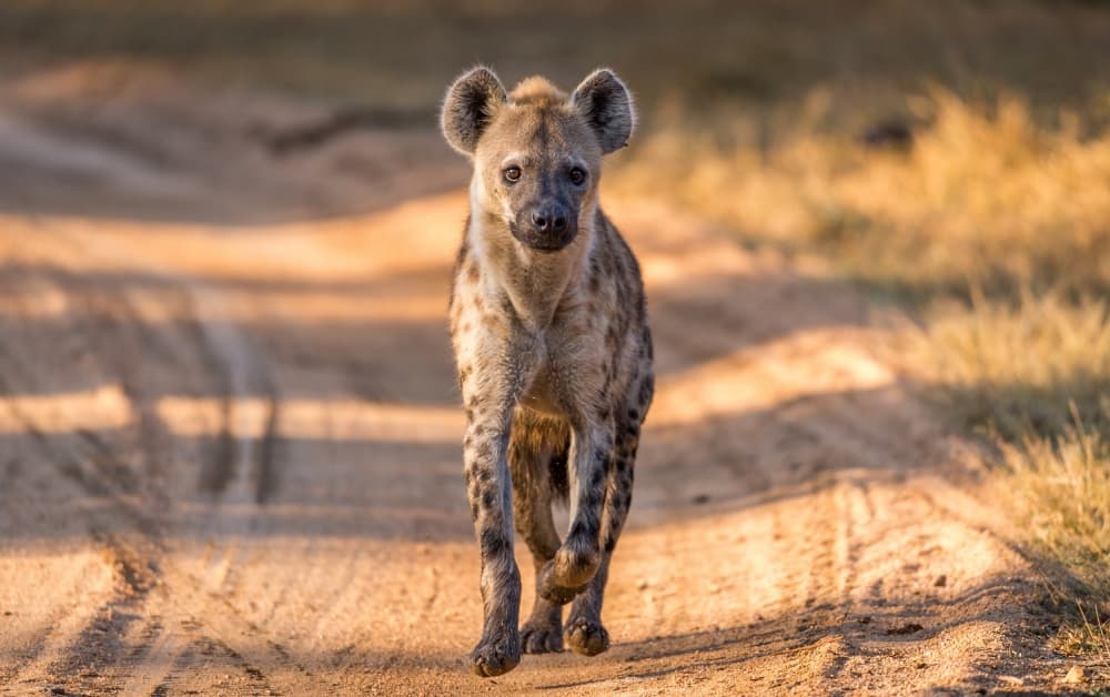 Spotted Hyena On Safari by Jeffrey C. Sink — canvas wall art