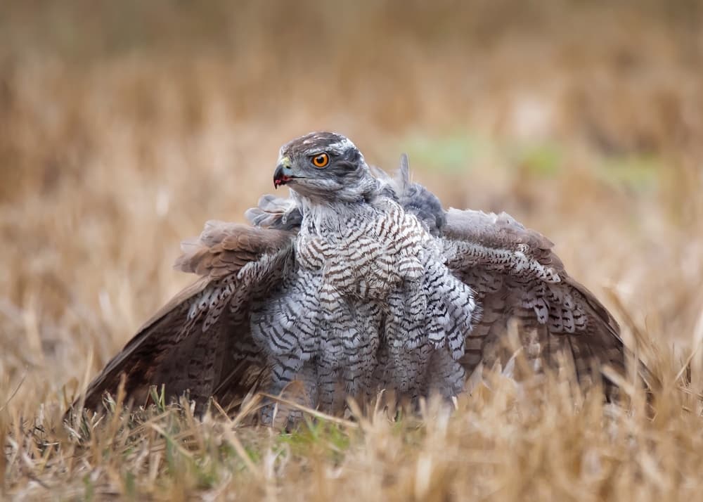 Fierce Hunter Hawk by Kieran O Mahony AIPF — canvas wall art