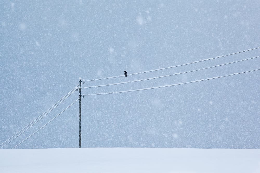 Bird on Snowy Wire by Uschi Hermann — canvas wall art
