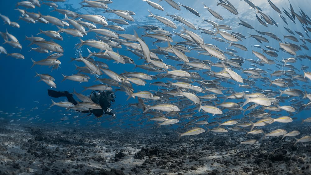 Scuba Diver Fish School by Jennifer Lu — canvas wall art
