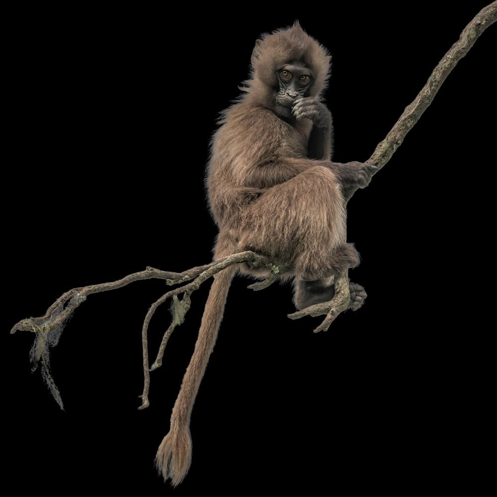 Thoughtful Monkey On Branch by Luigi Ruoppolo — canvas wall art