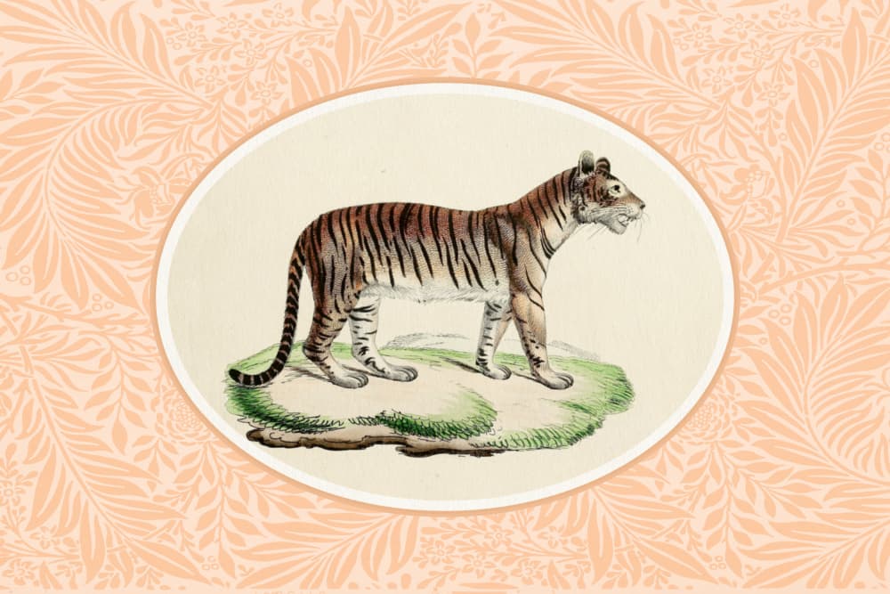 Regal Striped Tiger by Wild Violets — canvas wall art