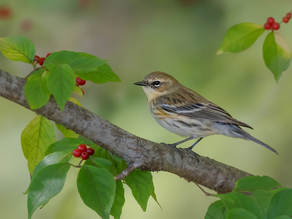 Warbler on Berry Branch by Jacob (Jian) Xu — canvas wall art