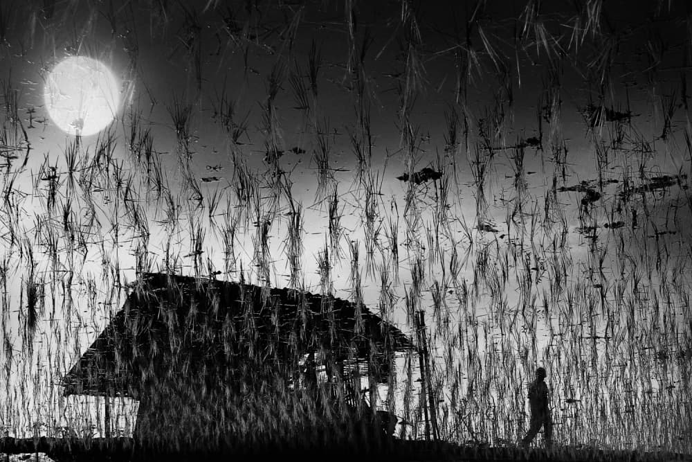 Moonlit Rice Field by Jay Satriani — canvas wall art