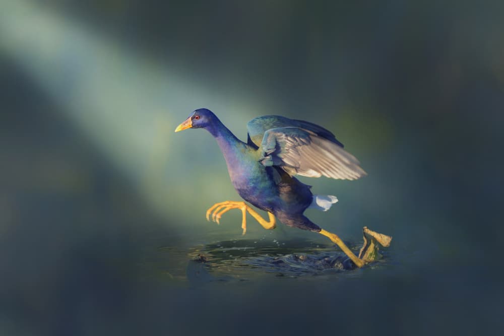 Purple Gallinule Running by Qing Zhao — canvas wall art