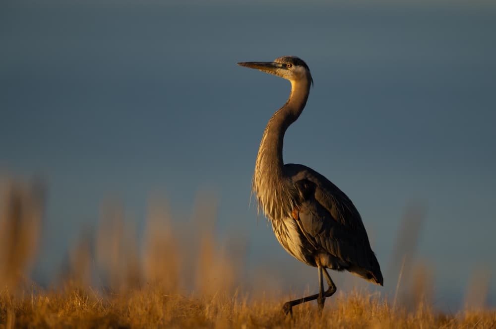 Golden Hour Heron by Johnson Huang — canvas wall art