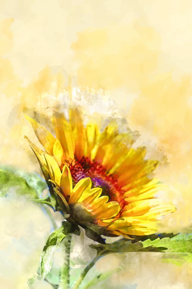 Golden Watercolor Sunflower by Vesuvik Designs — canvas wall art