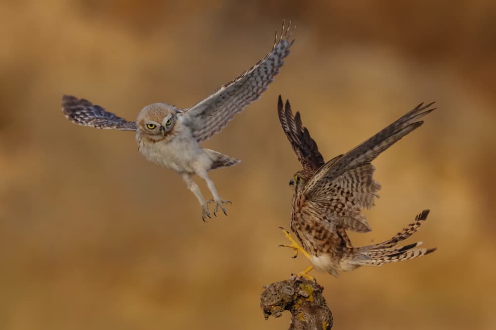 Owl vs Kestrel Confrontation by David Manusevich — canvas wall art