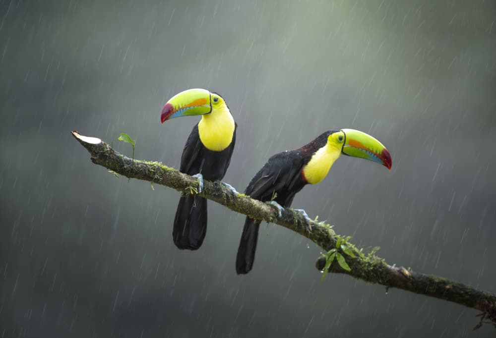 Toucans in the Rain by Larry Deng APA — canvas wall art