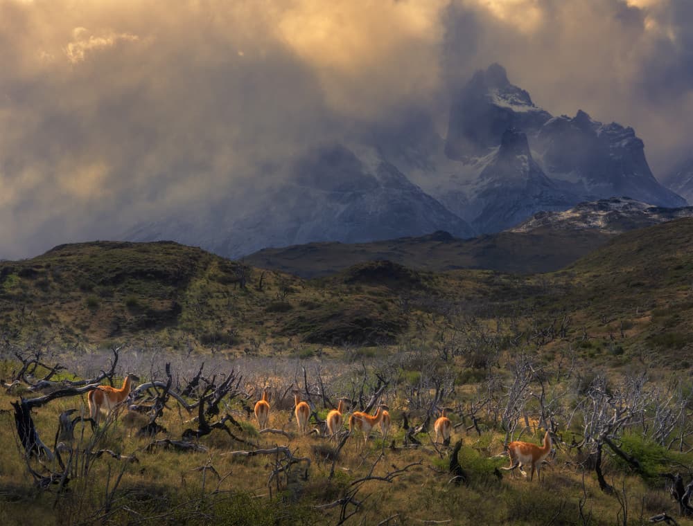 Wild Guanacos Mountain Peaks by Ruiqing P. — canvas wall art