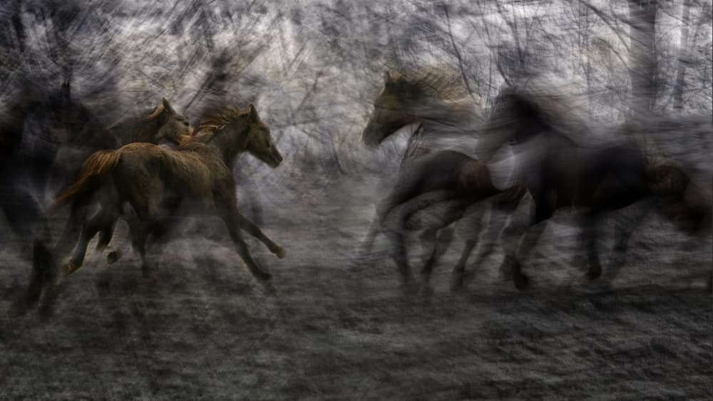 Galloping Forest Horses by Milan Malovrh — canvas wall art