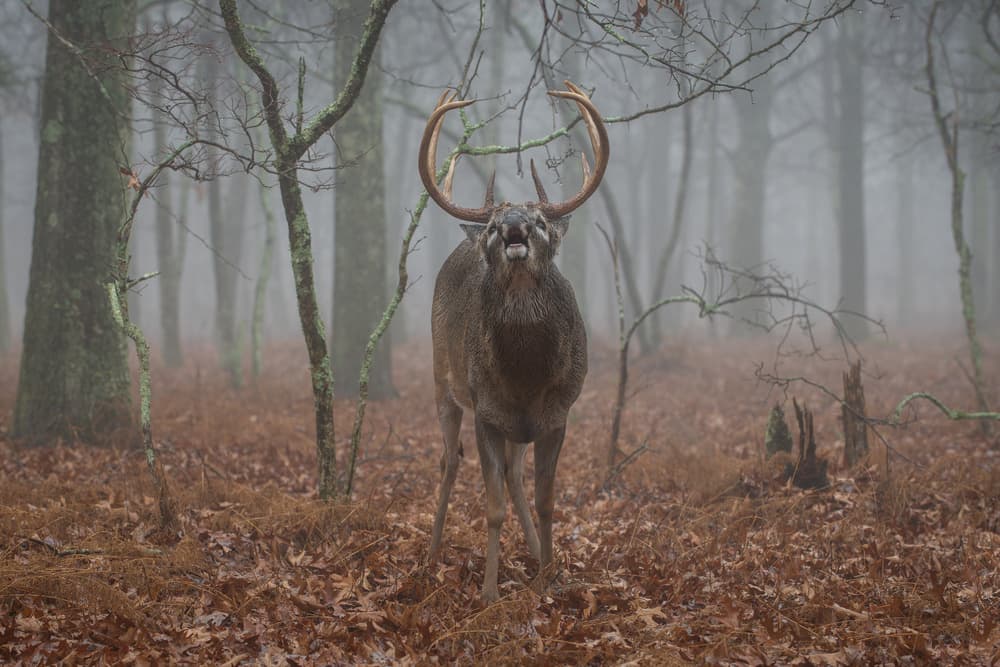 Foggy Forest Stag Calling by Nick Kalathas — canvas wall art