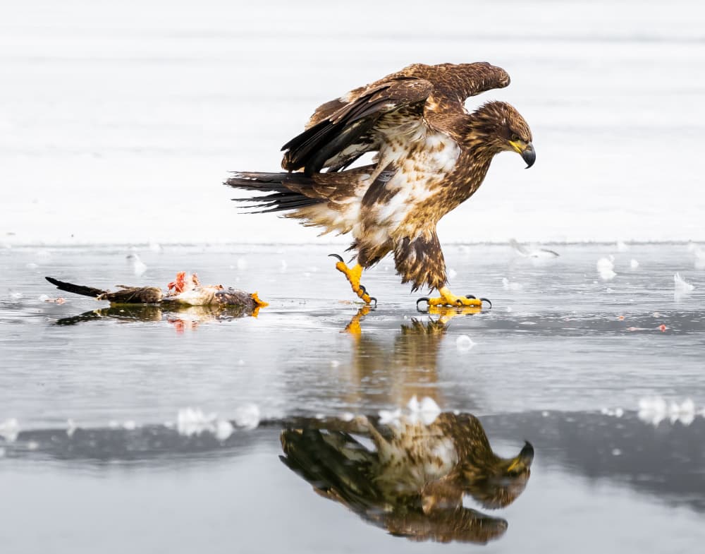 Eagle and Prey on Ice by Kimberly — canvas wall art